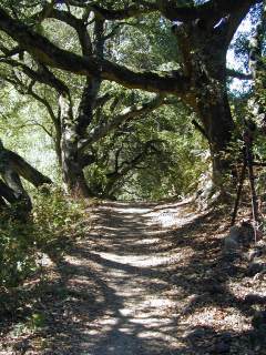 A rise in the trail, Robert Sibley Volcanic Preserve, Orinda, California. Click to see 800x600. [C-2000Z]