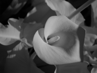 Cala lily, converted from color to B&W from the Lab mode luminance channel. Click to see 800x600 version. [C-2020Z]