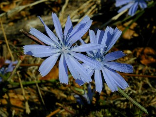 Chicory with macro, Robert Sibley Volcanic Preserve, Orinda, California. Click to see 800x600. [C-2000Z]