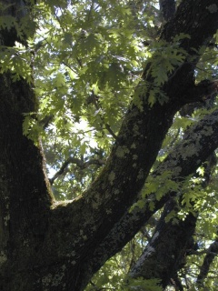 Oaks at limb level, Orinda, California. Click to see 800x600. [C-2020Z]