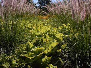 Sweet potato in tall grass, Washington Park, Denver, CO; EC -0.7, polarizer. Click to see 800x600. [C-2020Z]