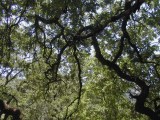 Oak branches in visible light, Orinda, CA; auto-exposure, monopod. [C-2020Z]