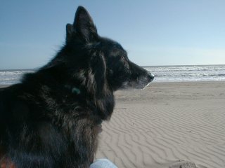 Belgian sheepdog contemplating the Pacific, Stinson Beach, California. Click to see 1280x960 original. [D-340L]